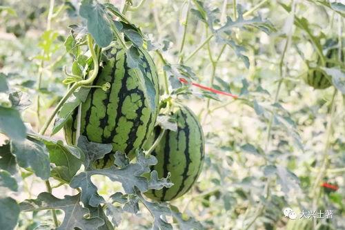 滨州吃瓜网红,带你领略美食与娱乐的双重魅力  第2张